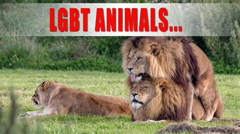 lesbian beastiality porn|Lesbian Bestiality .